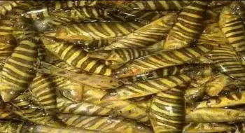 হাইল হাওড়, বাইক্কা বিলে হারিয়ে যাচ্ছে পুরনো দেশীয় মাছ